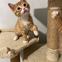 adopt-pet