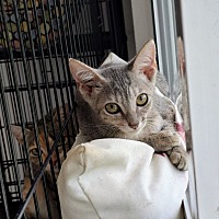 adopt a pet