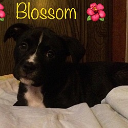 Thumbnail photo of Blossom ~ Adoption Pending #3