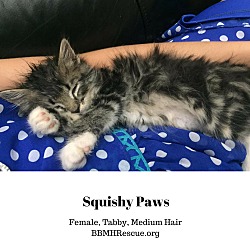Thumbnail photo of Squishy Paws #2