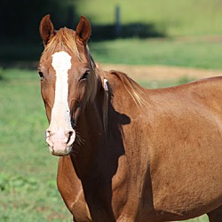 Horse Plus Humane Society Hohenwald Tn In Hohenwald Tennessee