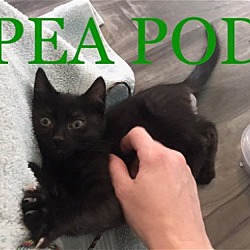 Thumbnail photo of Pea Pod, Wolf and Huckleberry #1