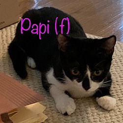 Thumbnail photo of Papi #2
