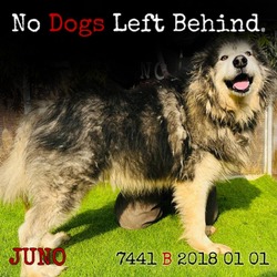 Thumbnail photo of Juno 7441 #2