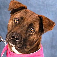 adopt a pet