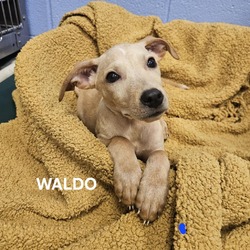 Thumbnail photo of Waldo #2