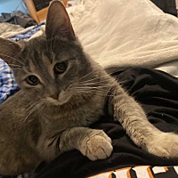 adopt a pet