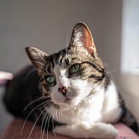 adopt a pet