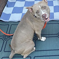 adopt-pet