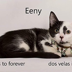 Photo of Eeny