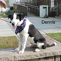 Thumbnail photo of Dennis #2