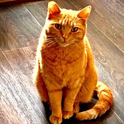 Photo of Brookie