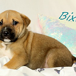 Thumbnail photo of Bixby~adopted! #3