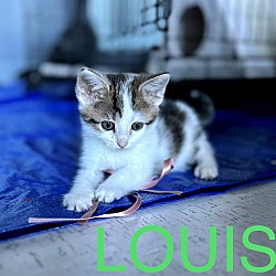 Photo of LOUIS