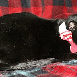 Thumbnail photo of Black Cat #4