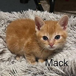 Photo of Mack