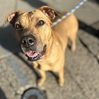 adopt a pet