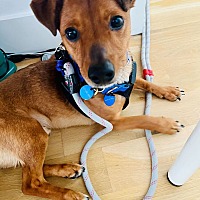 adopt a pet