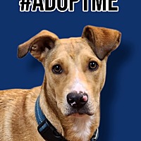adopt a pet