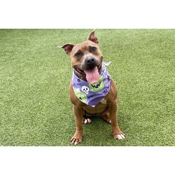 Photo of Maddie, adoptable American Staffordshire Terrier in Ft Lauderdale, Florida
