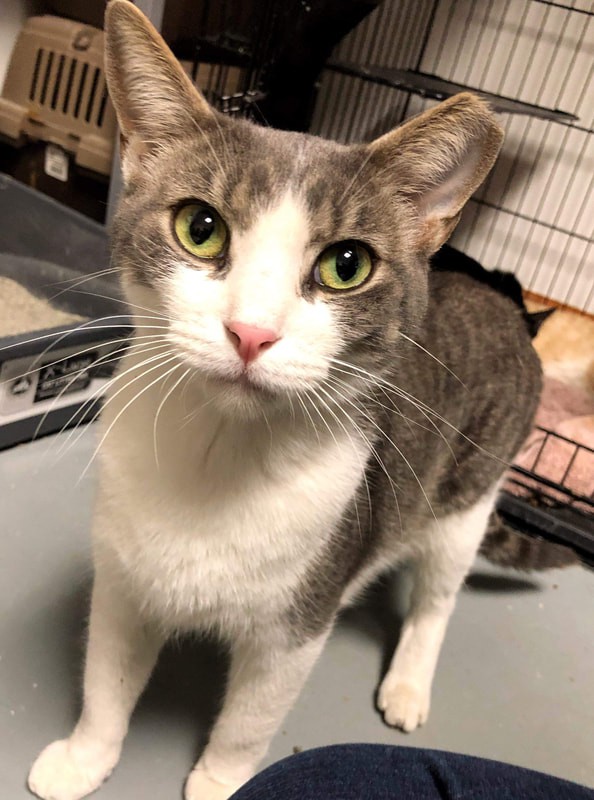 Kalamazoo Mi Domestic Shorthair Meet Cirrus A Pet For Adoption