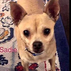 Thumbnail photo of SADIE #1