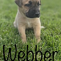 Photo of Webber