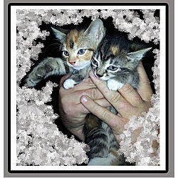 Thumbnail photo of Kittens #2