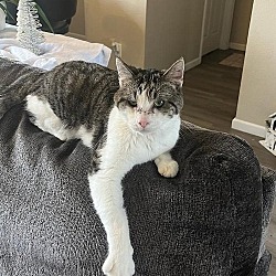 Thumbnail photo of Arnold #1
