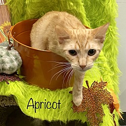 Thumbnail photo of Apricot #1