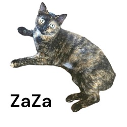 Thumbnail photo of ZaZa #1