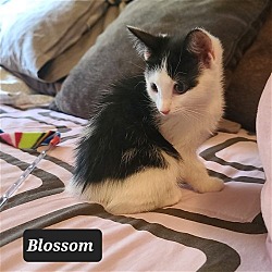 Thumbnail photo of Blossom #2