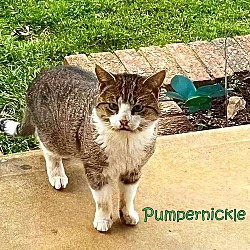 Thumbnail photo of Pumpernickel #2