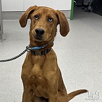 adopt a pet