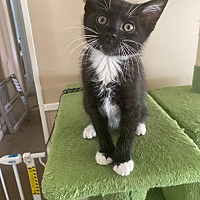adopt a pet
