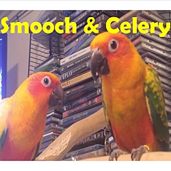 Thumbnail photo of 2 Sweet Conures Celery&Smooch #1