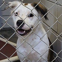 Denver, CO - Pet Adoption. Sunshine Canyon Dog Rescue has dogs ...