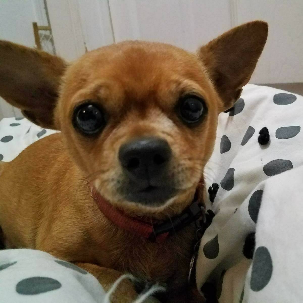 Salt Lake City Ut Chihuahua Meet Pumpkin A Pet For Adoption