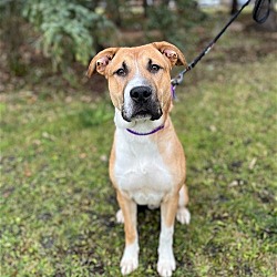 Photo of Watson--In Foster
