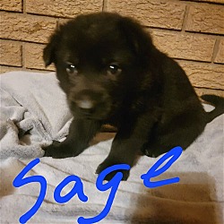 Photo of Puppy Irish Sage