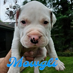 Thumbnail photo of Mowgli #3