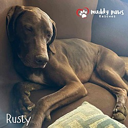 Thumbnail photo of Rusty (Courtesy Post) #2