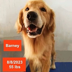 Thumbnail photo of Barney #1