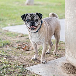 bonded pet photo