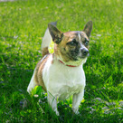 Adopt A Pet :: Bobble - Versailles, KY