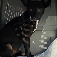 adopt a pet