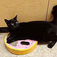 adopt a pet