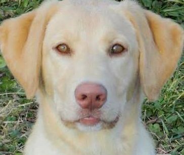 Winchester Ky Labrador Retriever Meet Dudley Gorgeous Pb Lab Puppy A Pet For Adoption Adoptapet Com