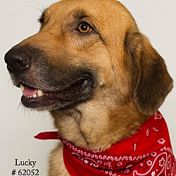 Thumbnail photo of Lucky (Foster) #4