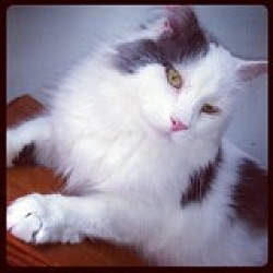Photo of Jack Frost/MAINE COON